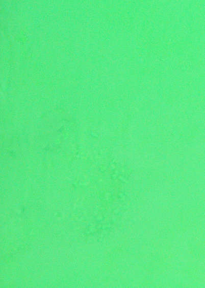 K.P Fuortoner Färg:Grön 15ml